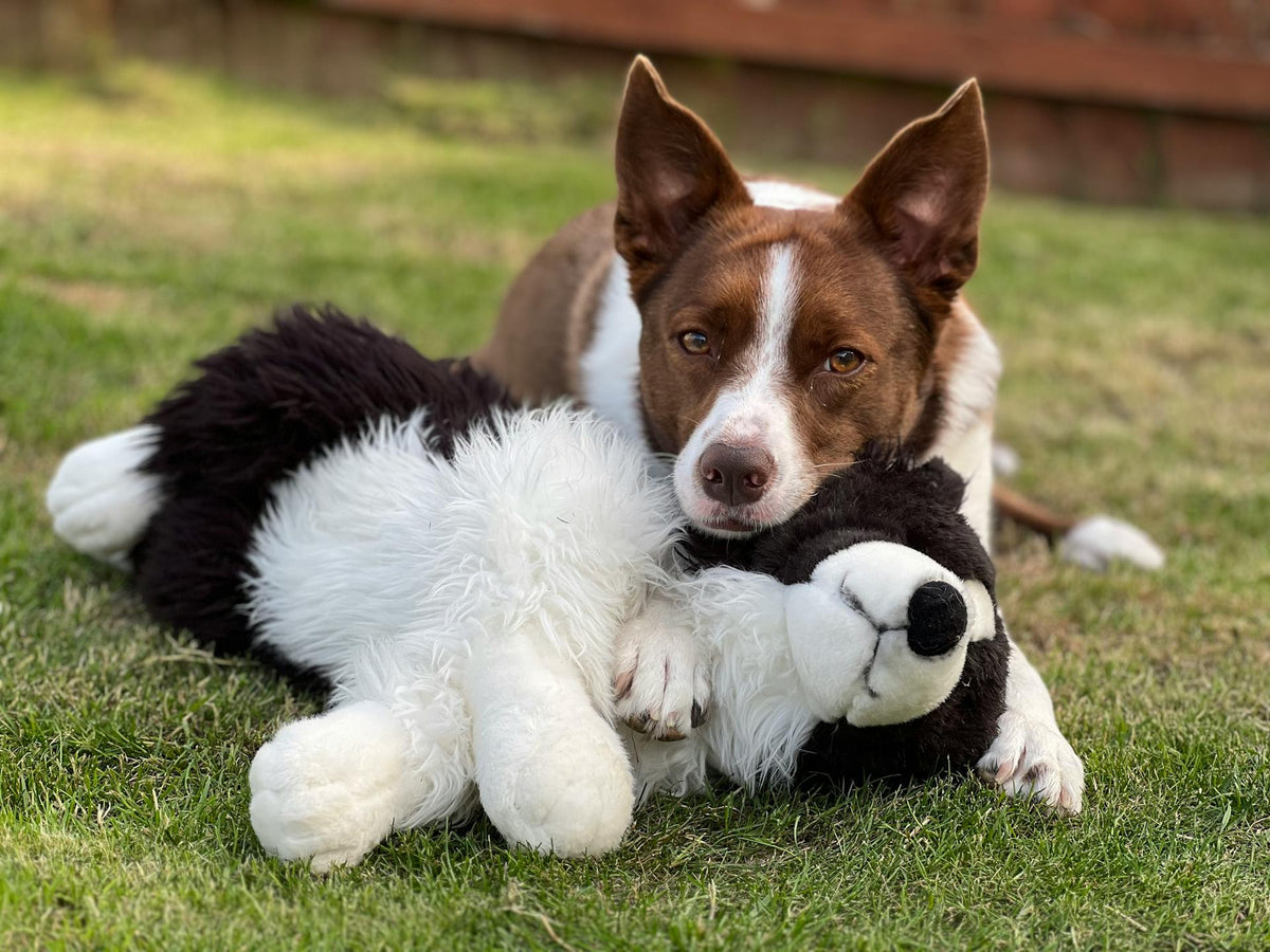 Pet Supplies and Accessories